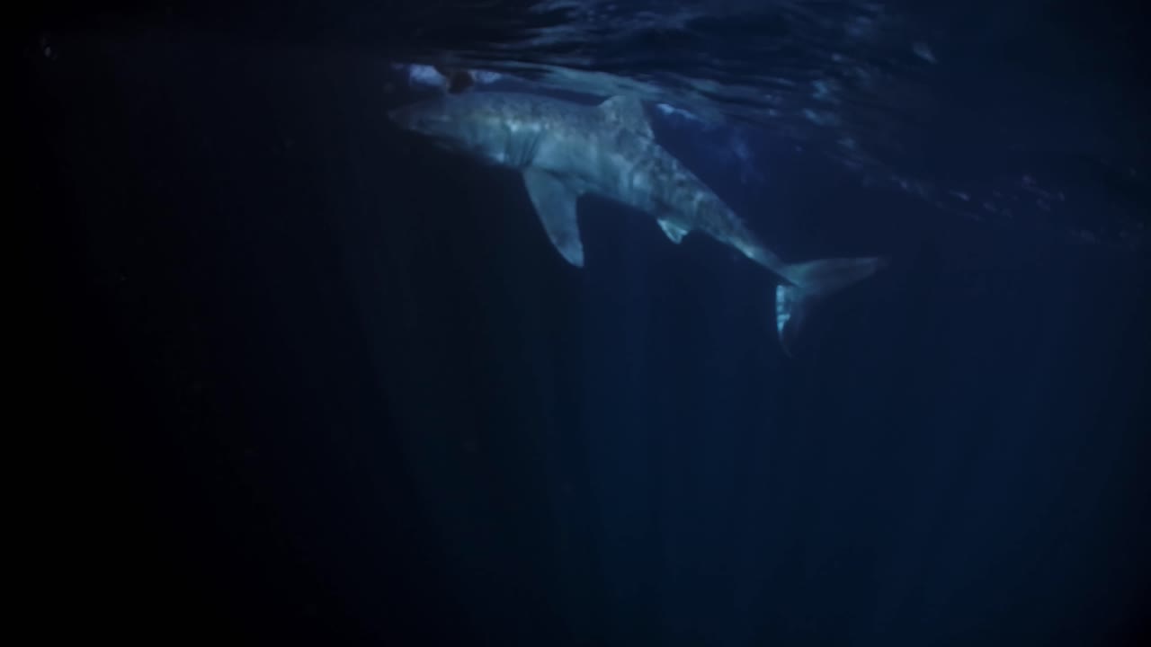 Great White Shark at night Neptune Islands South Australia 4k 75fps