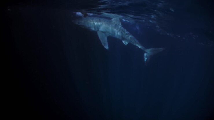 Great White Shark at night Neptune Islands South Australia 4k 75fps