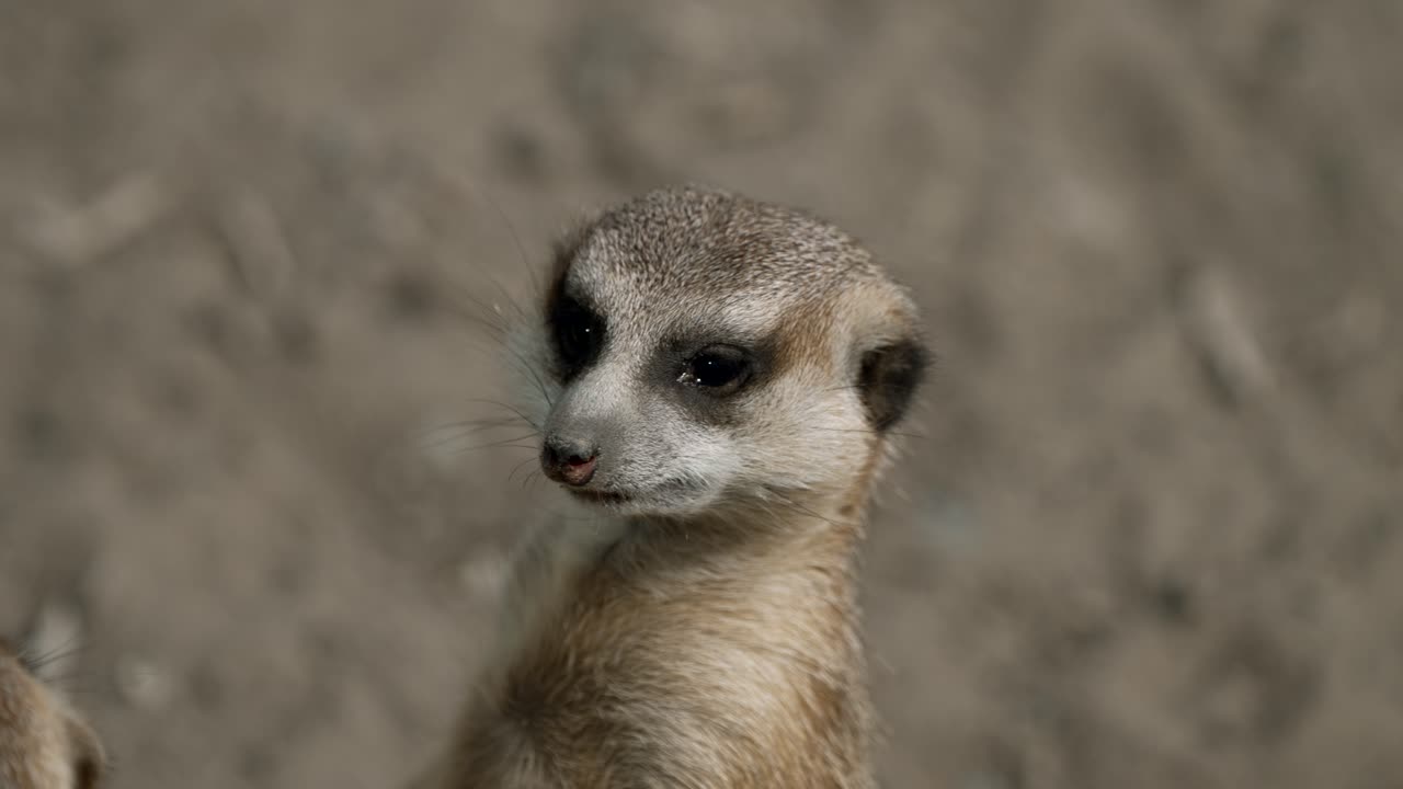 Suricate Em Pé e Olhando Para Cima Em Seu Habitat