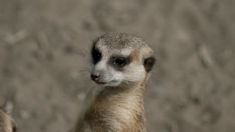 meerkat standing and looking up in its habitat