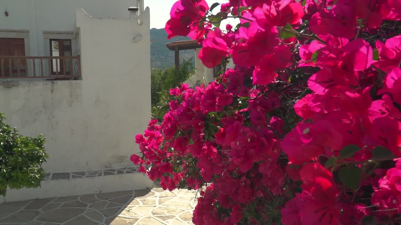 Panorâmica para a esquerda de lindas flores cor-de-rosa para uma única árvore em viela grega, em CÂMERA LENTA.