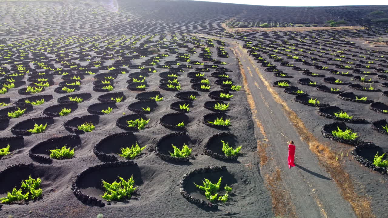 mujer vestida de rojo caminando por un camino en una plantación de viñedos en lanzarote con muchas protecciones circulares de piedra volcánica en el suelo