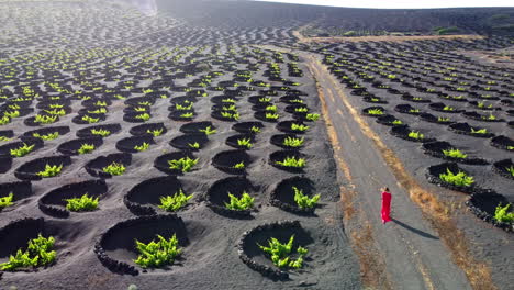 Mujer-Vestida-De-Rojo-Caminando-Por-Un-Camino-En-Una-Plantación-De-Viñedos-En-Lanzarote-Con-Muchas-Protecciones-Circulares-De-Piedra-Volcánica-En-El-Suelo