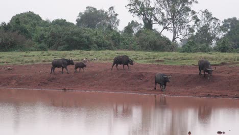 african buffalos over safari park in aberdare national park, kenya, east africa