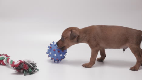 adorable cachorro pinschers miniatura jugando y lamiendo una pelota de goma azul, fondo blanco.