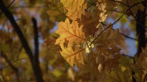 Hojas-Caídas-Arriba-En-Un-árbol-Con-Luz-Solar-Cálida-Mientras-Gira,-Canadá