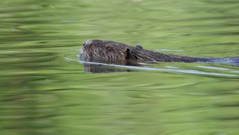 Teleobjetivo-Cinemático-Filmado-Con-Un-Zoom-Cercano-De-Nutria,-Myocastor-Coypus-Nadando-Libremente-En-Su-Hábitat-Natural-En-El-Río-Rodeado-De-Un-Entorno-Frondoso-Verde-Bellamente-Reflejado-En-La-Superficie-Del-Agua