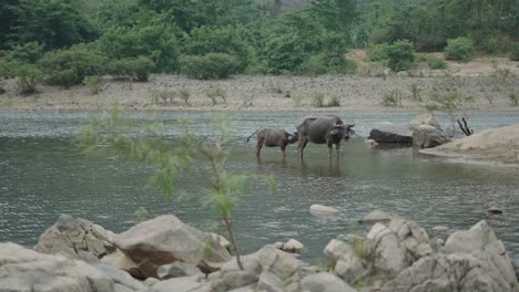 water buffalo and calf by river