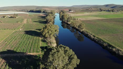 aerial-backwards-dolly-shot-overlooking-the-Breede-river-in-Bonnievale-surrounded-by-green-vineyards-and-trees-with-mountains-in-the-distance