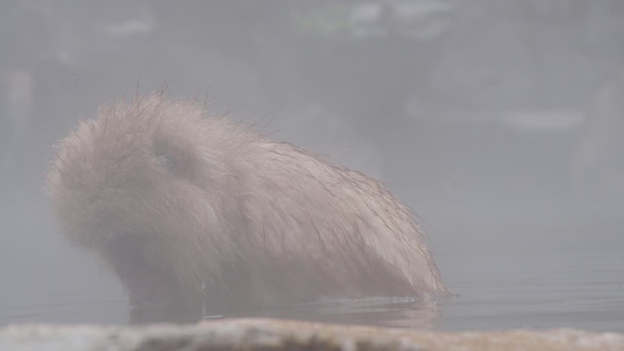 A Japanese macaque relaxes in a steaming hot spring surrounded by mist in the mountains of Nagano, Japan.