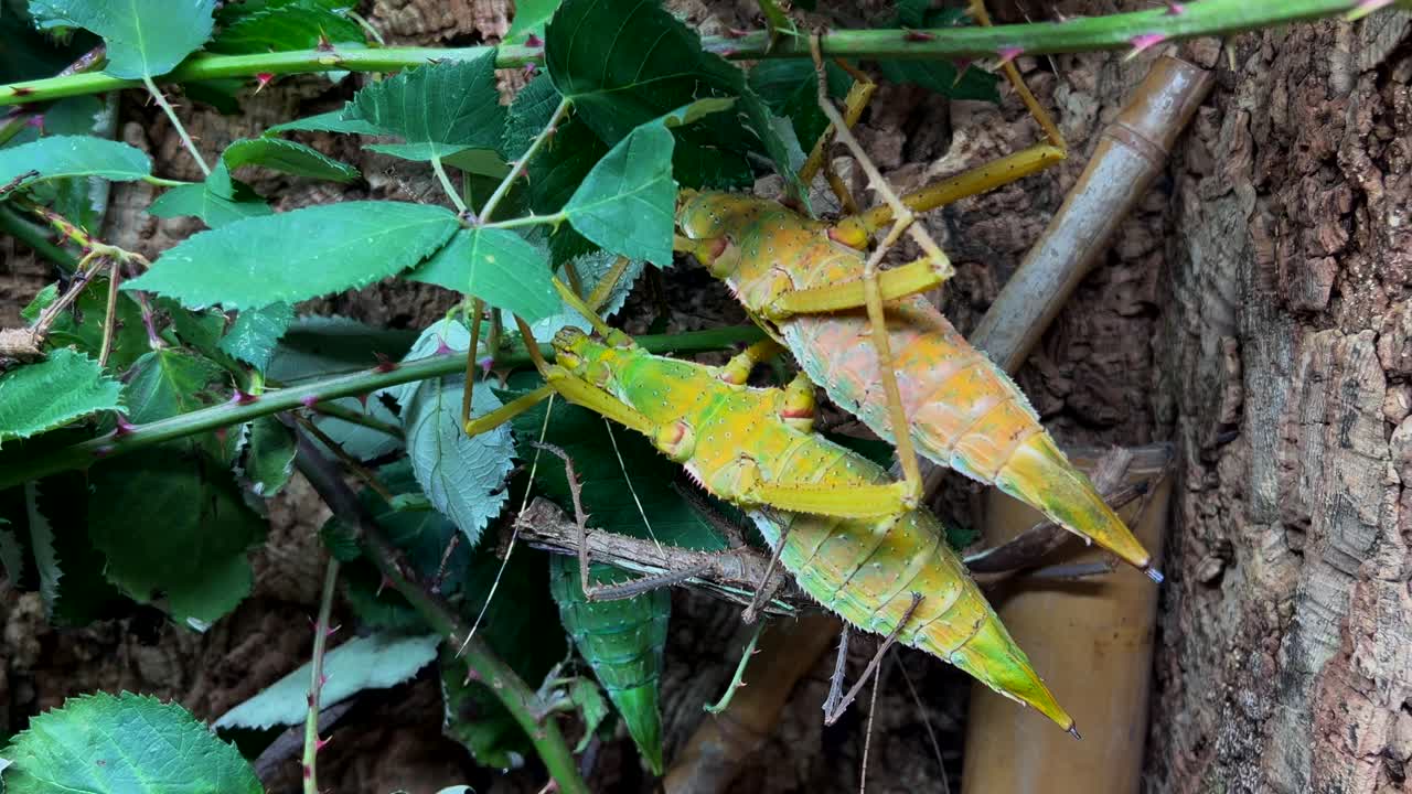 인식 하기 어려운 곤충 이 볼 수 있다