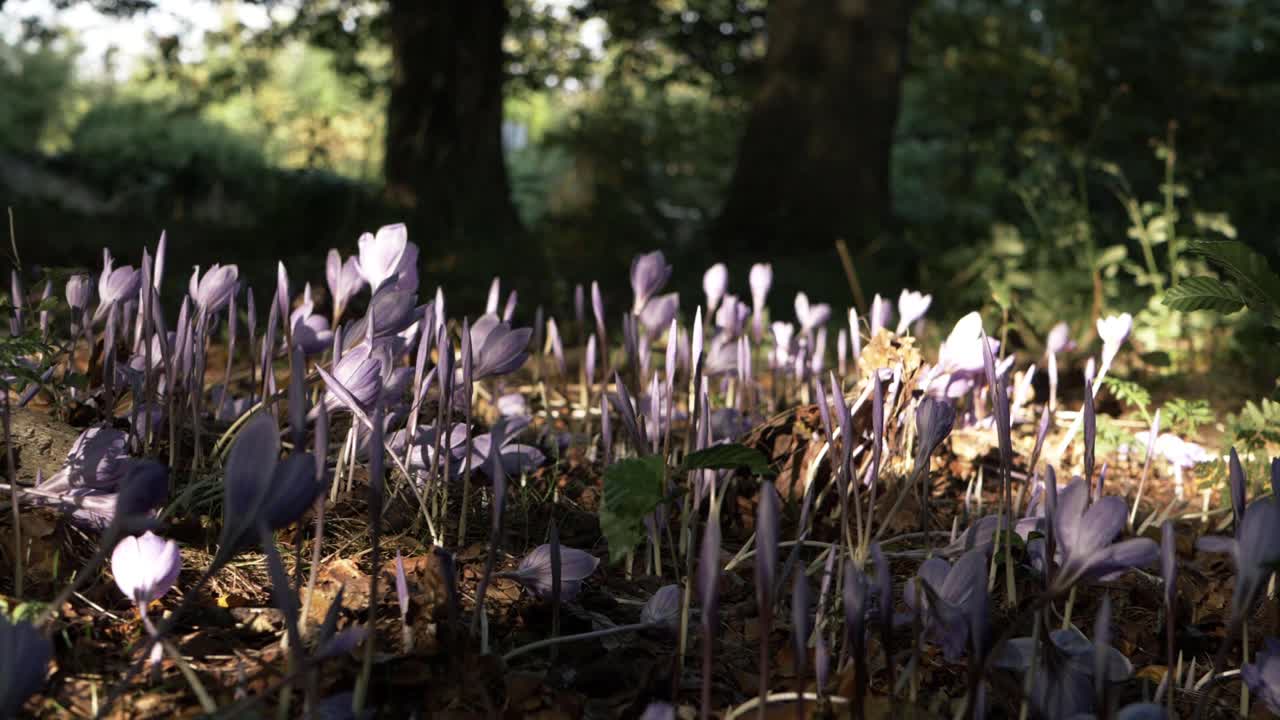 cama de azafrán púrpura floreciendo en la sombra del bosque en otoño tiro inclinado