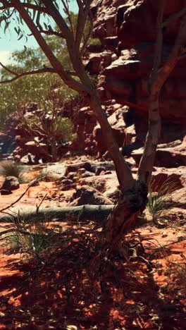 tree in the australian outback