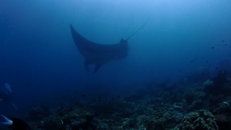 manta gigante nadando hacia un buzo