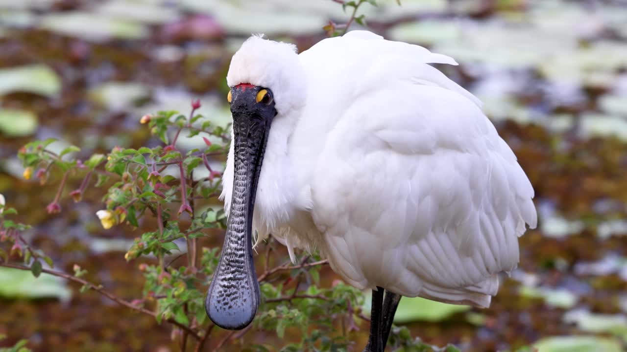 연못 식물 근처 에 서 있는 스빌 새