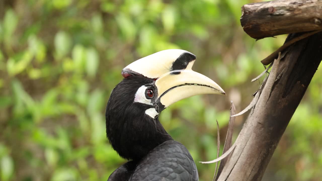 호른빌이 가지와 상호 작용합니다.
