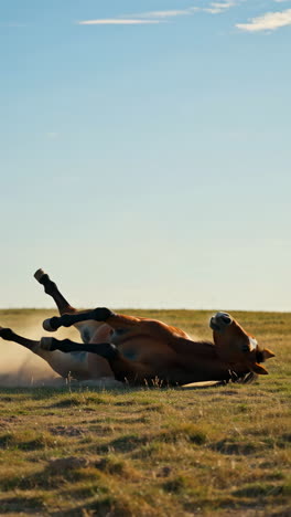 A horse rolling in a field