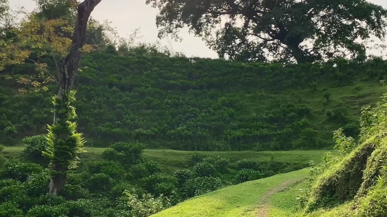 Lush Green Hillside Landscape