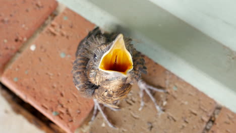 Blackbird-chick-mouth-wide-open-sitting-on-at-the-front-door-of-a-suburban-house