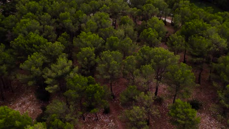 aerial landscape reveal of a forest on a lake at les hauts de massane, france