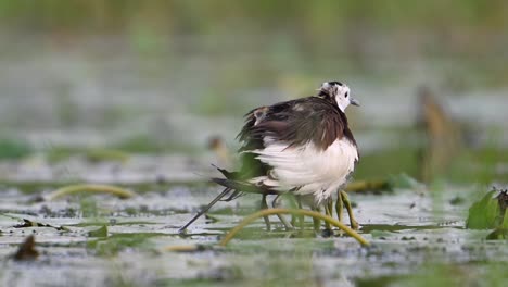 Fasanenschwanz-Jacana,-Die-Ihre-Küken-Unter-Ihren-Flügeln-Rettet