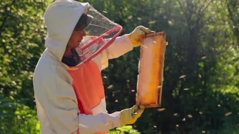 beekeeper inspecting honeycomb