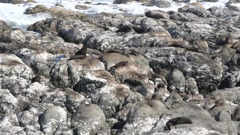 New-Zealand-fur-seal-colony
