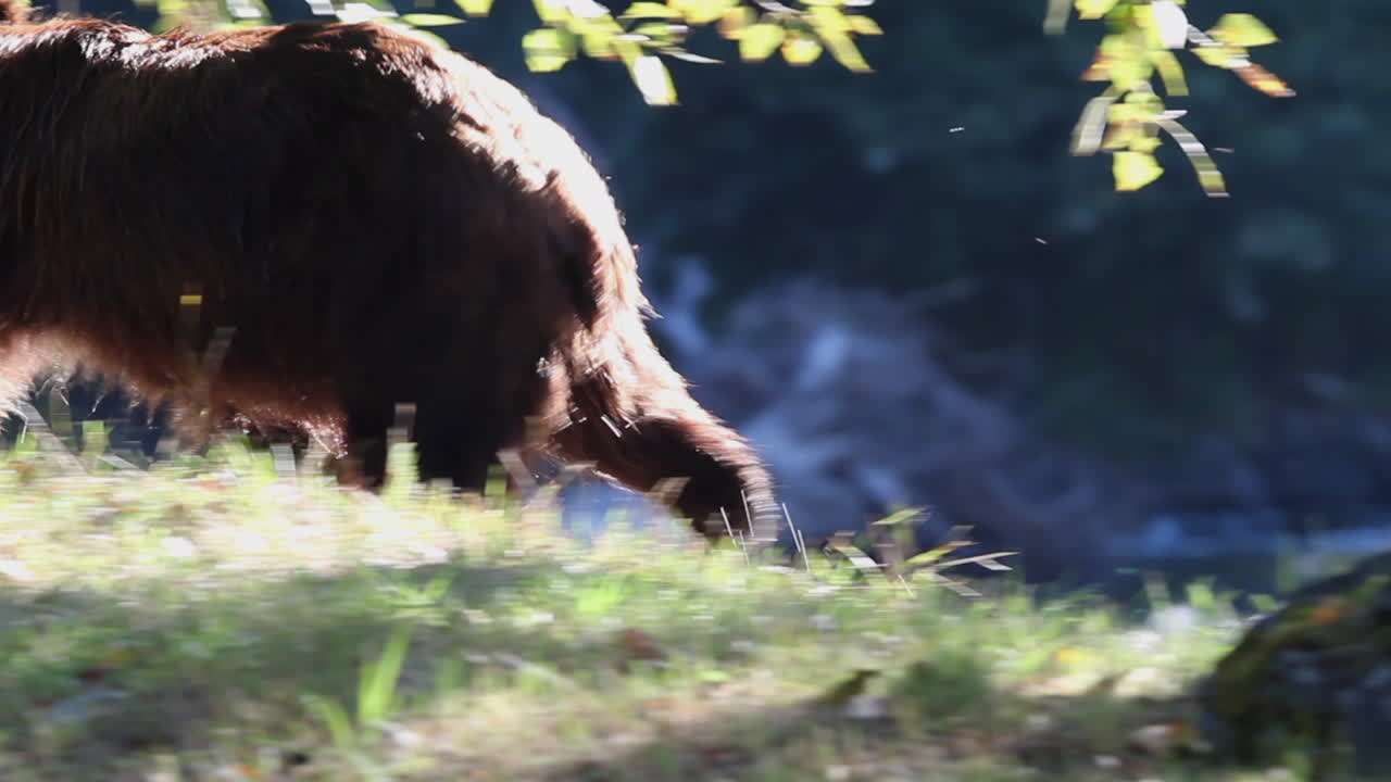 젖은 회색곰은 아름다운 햇빛을 바라보며 서 있다