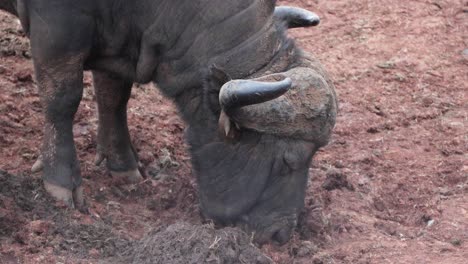 close up of a cape buffalo feeding with perching yellow-billed oxpecker bird