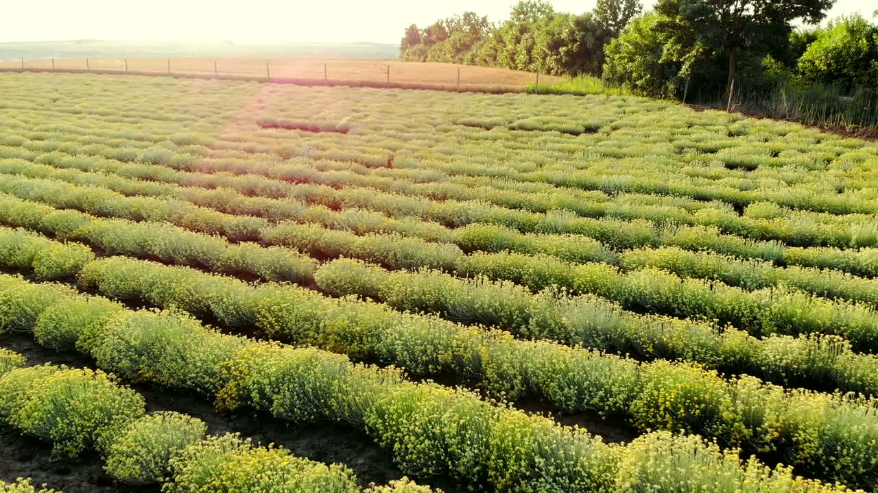 시골의 아름다운 꽃이 피는 카리 식물 들판의 공중 풍경.