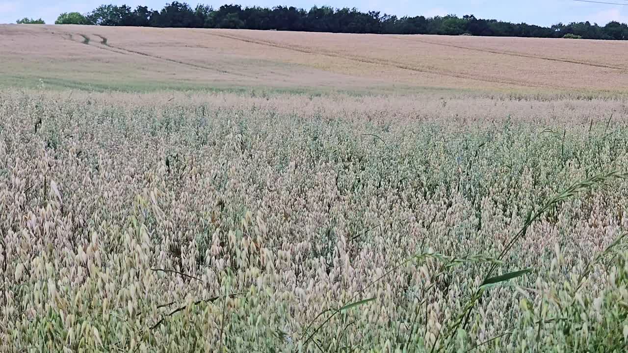 Distesa agricola: Vista su un campo di grano in fiore sotto un cielo estivo azzurro.