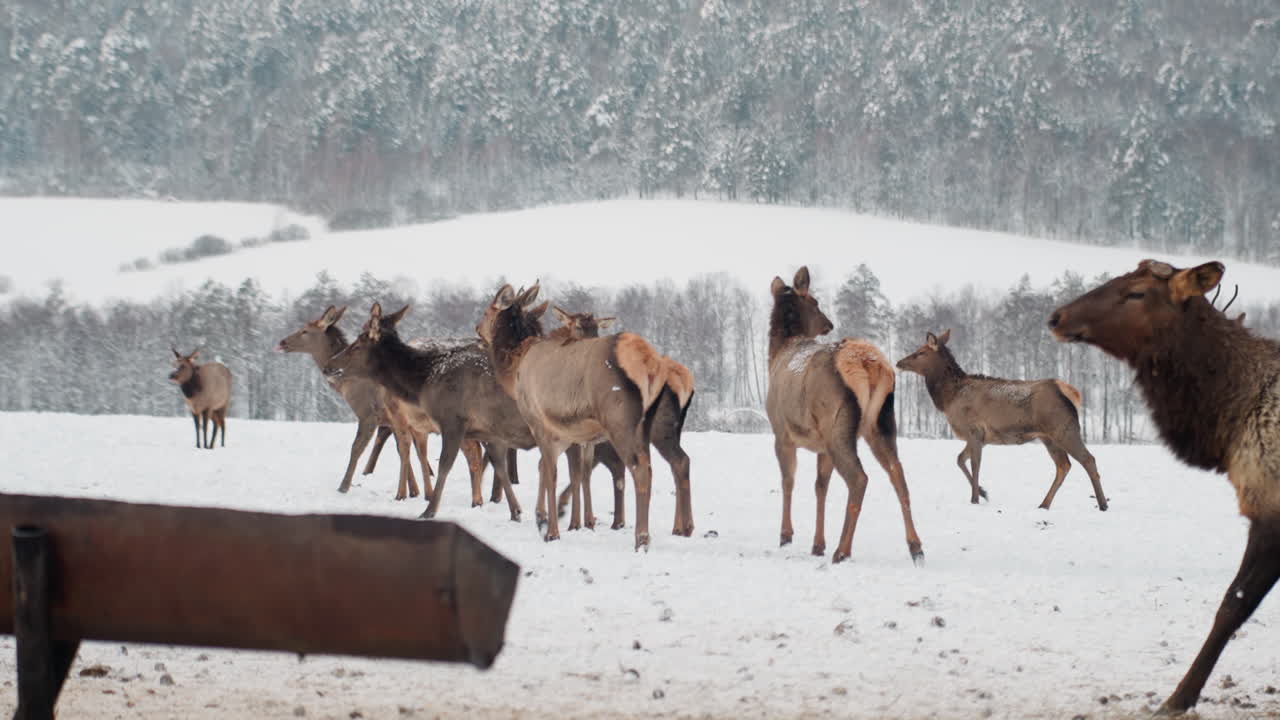 Sneklædt elgflok nær metaltrug, vinterdalbaggrund med fyrreskov og fjerne bjerge, let snefald, rolig græsning og afsøgende adfærd, panoramisk teleobjektivperspektiv, naturbeskyttelse