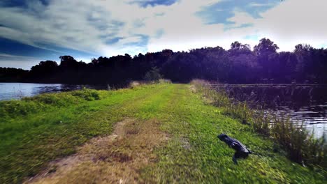 aerial shot over a green plantation with a crocodile under a blue sky with clouds in middleton, charleston