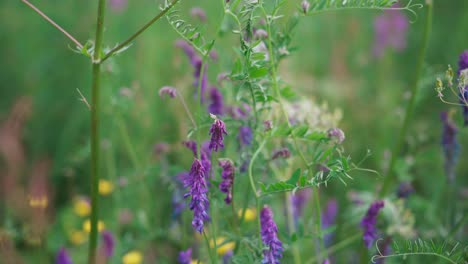 Blühende-Frühlingslavendelblumen-Auf-Dem-Feld