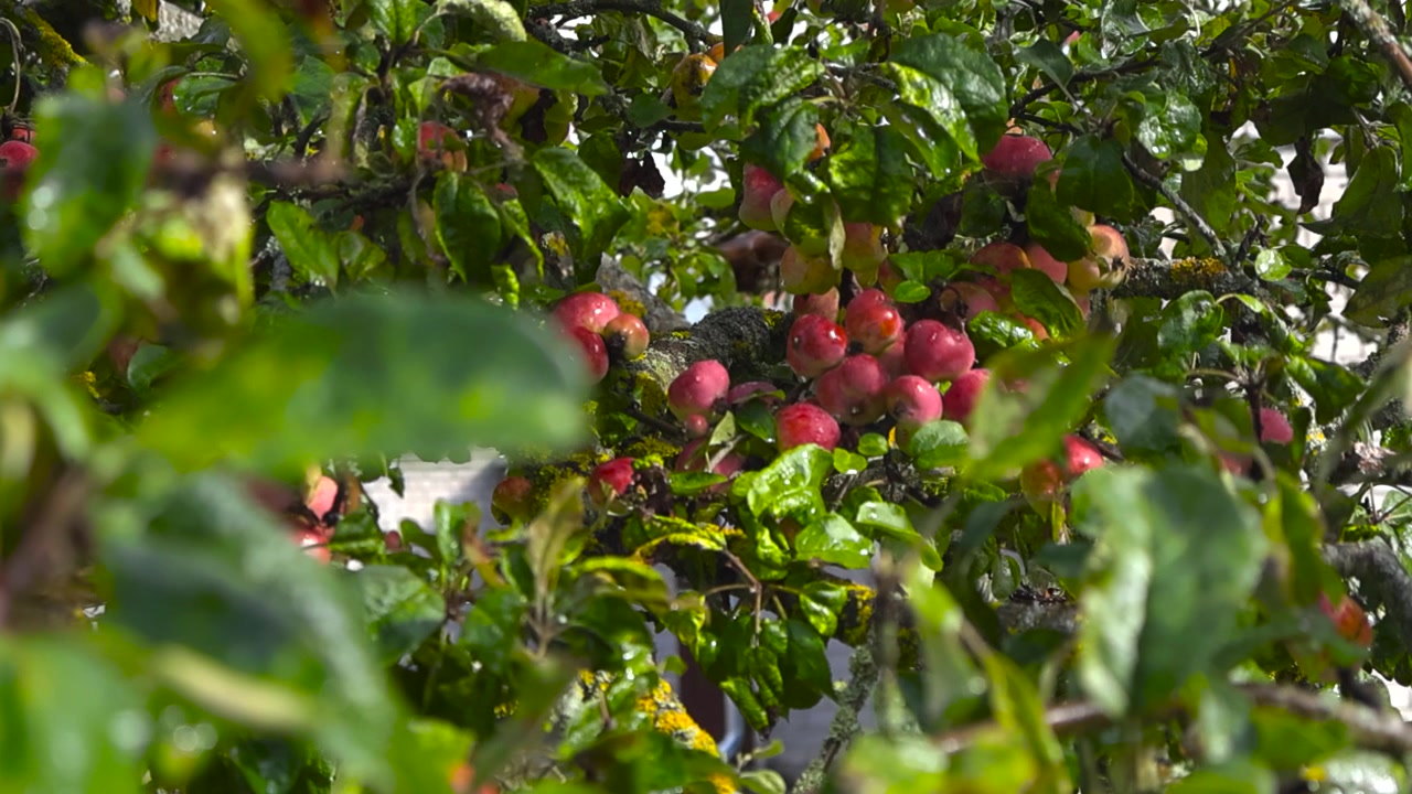 Mele rosse mature che brillano di gocce di pioggia appese a un ramo d'albero in un frutteto. Frutta fresca biologica pronta per la raccolta a fine estate.