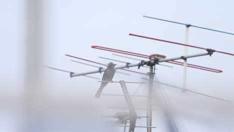 Bulbul-De-Orejas-Marrones-Descansando-Sobre-Una-Antena-En-El-Techo-De-La-Casa-En-Tokio,-Japón