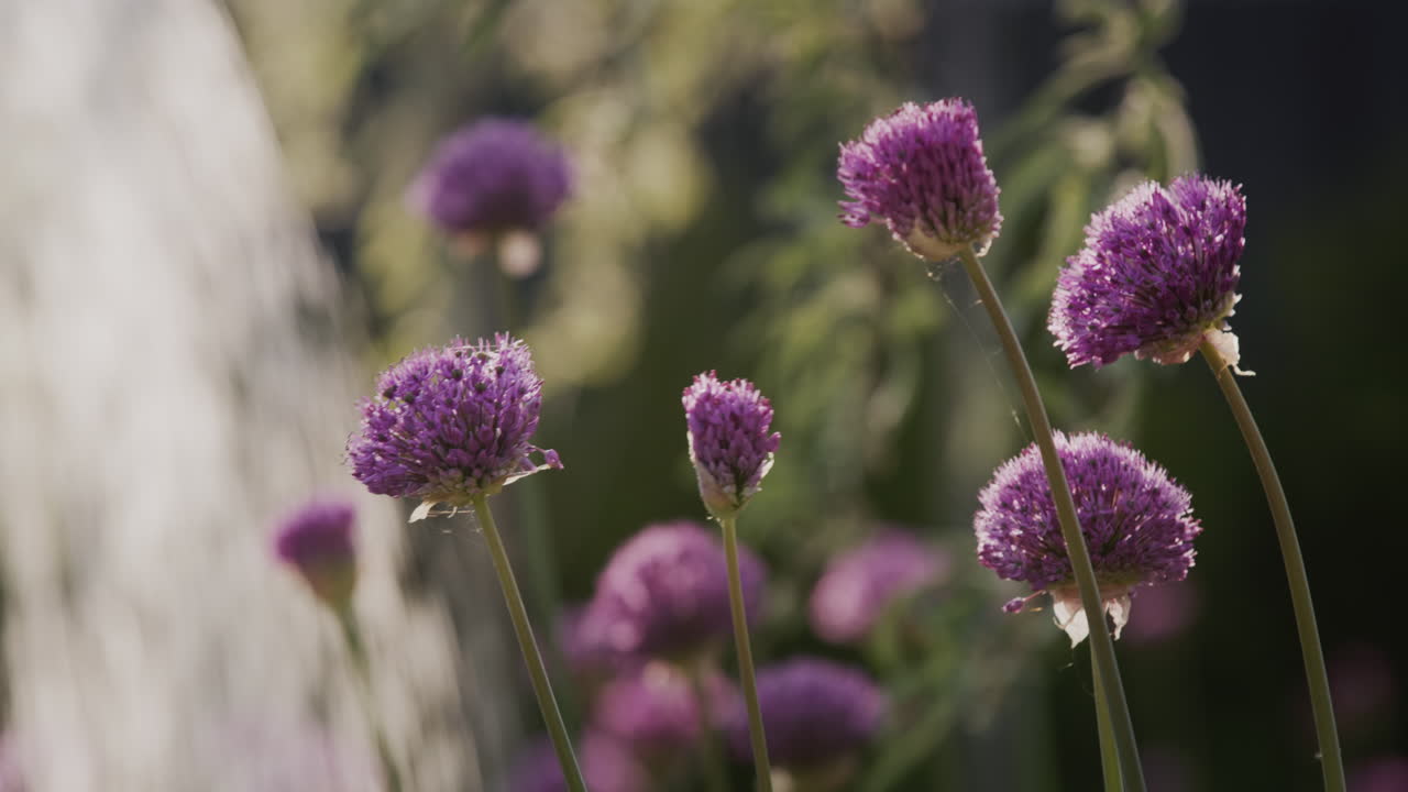 las flores son regadas en el jardín, en primer plano hay hermosas flores púrpuras. vídeo en cámara lenta