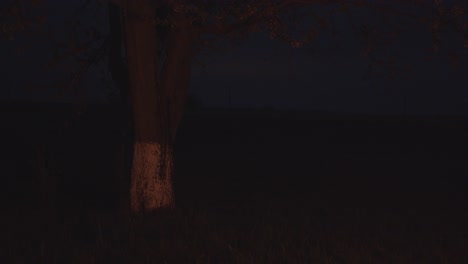 tree painted white next to a campfire dark night 4k
