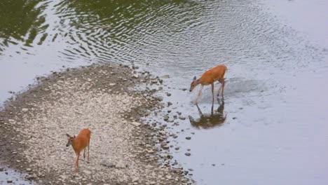 two white-tailed deer peacefully strolling base of rocky riverbed