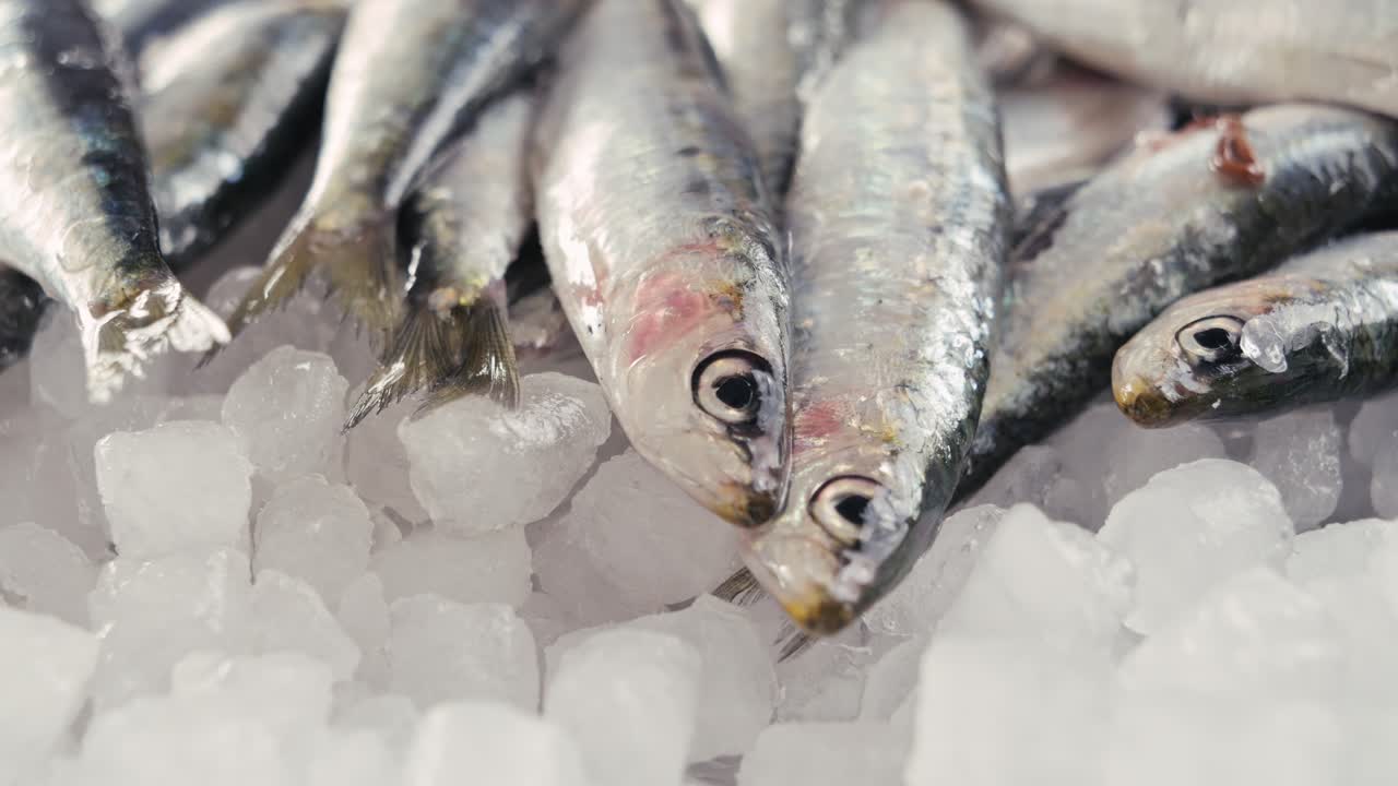 Fresh Sardines on Ice