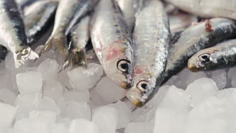 fresh sardines on ice