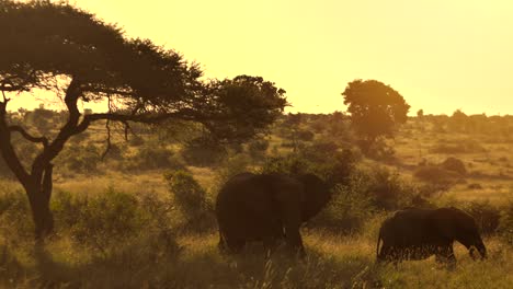 an adult and young elephant eating