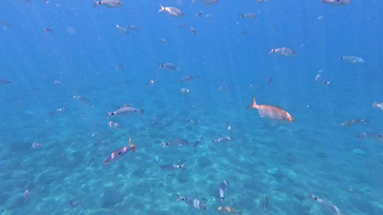 fotografía submarina de mano de muchos peces nadando en las claras aguas mediterráneas de las islas griegas