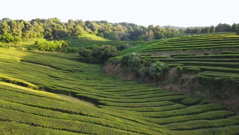 Plantación-De-Té-Típica-Con-Hojas-Recién-Cortadas-En-El-Sudeste-Asiático