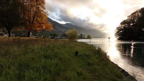 autumn sunset by walensee with golden trees and dog on grassy path, amden, switzerland