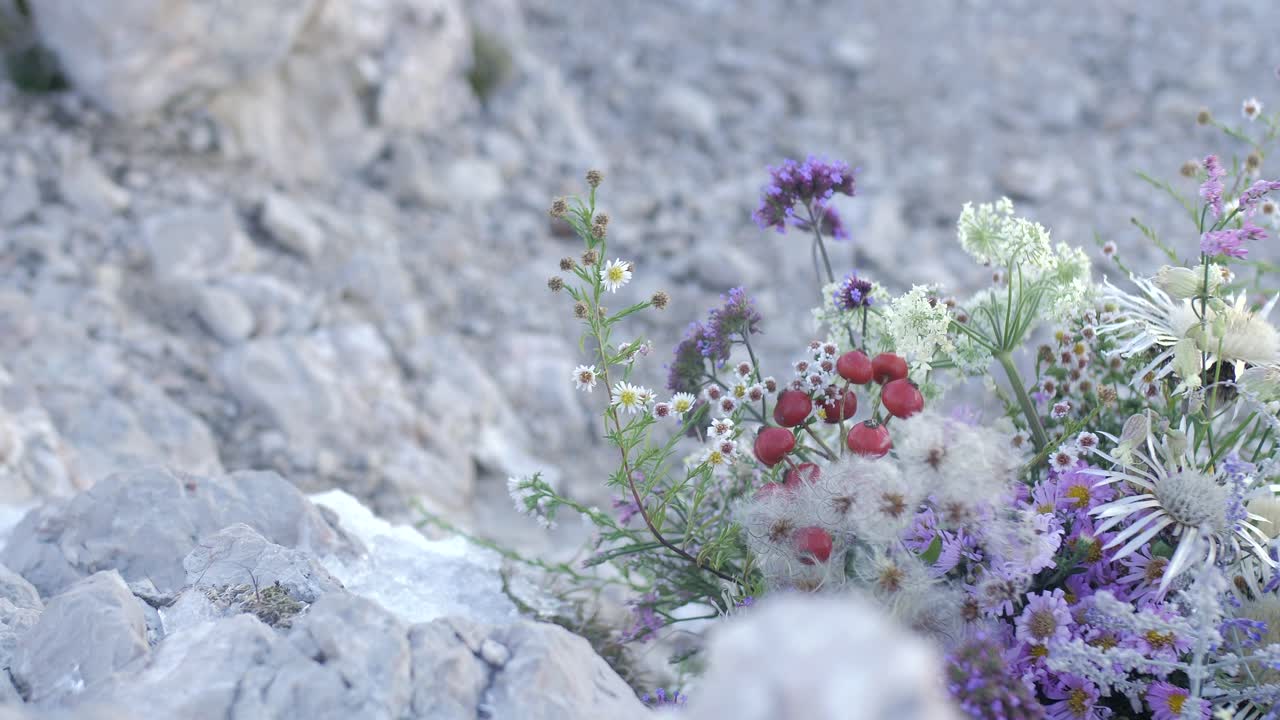 bouquet di fiori selvatici su terreni accidentati in montagna, colpi di vento, primo piano al rallentatore