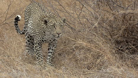 Un-Leopardo-Joven-Se-Desliza-Hacia-Adelante-Mientras-Observa-Atentamente-Algo-En-La-Distancia