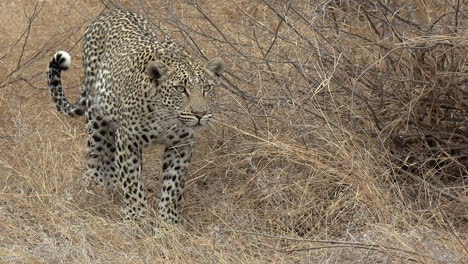 un joven leopardo se acerca sigilosamente mientras observa atentamente algo en la distancia.