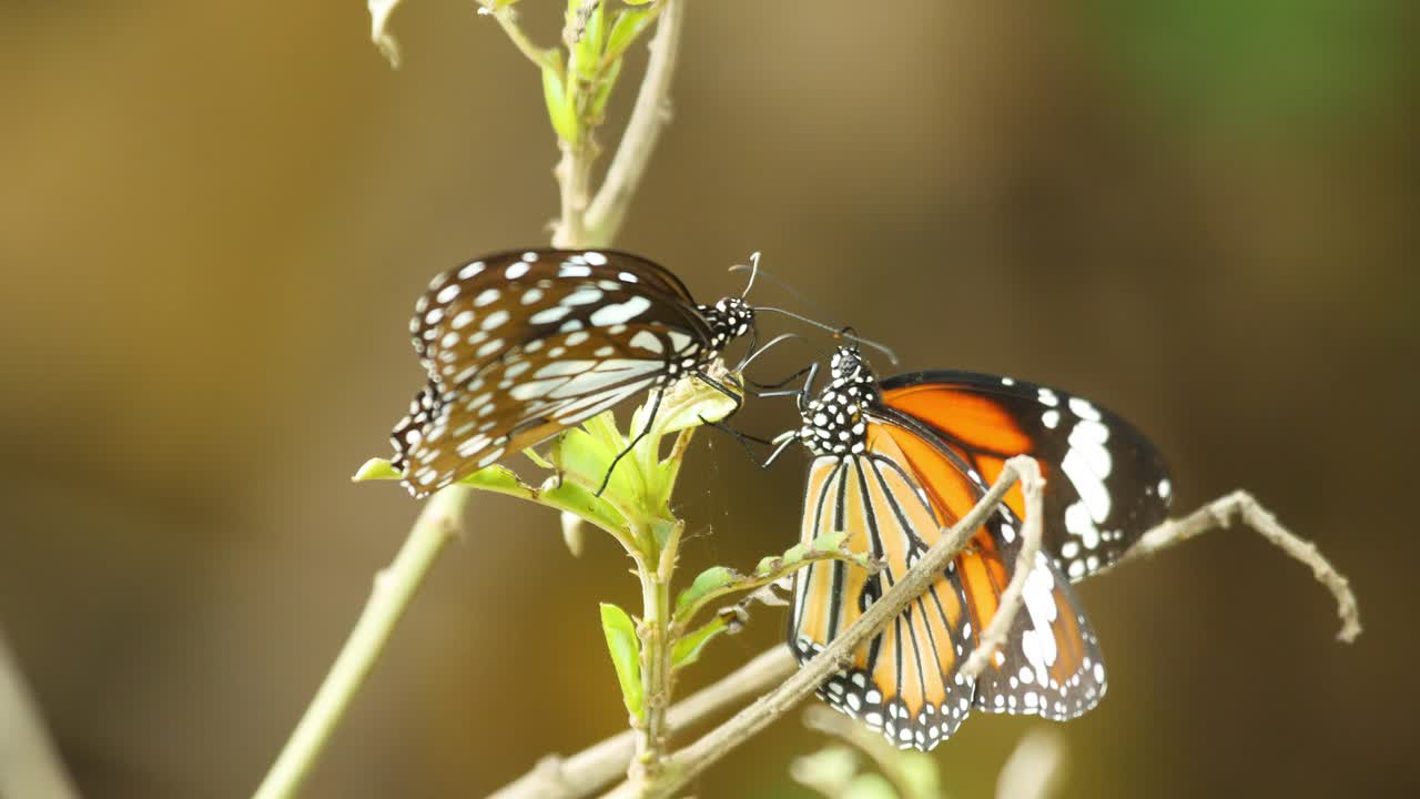 dos mariposas de dos especies diferentes se sientan en una planta para recolectar alcaloides y producir feromonas que les ayudan a atraer hembras, ghats occidentales de la india durante el monzón temprano.