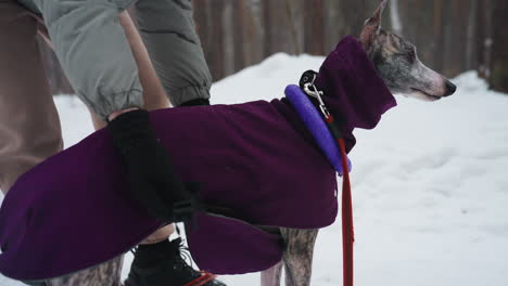 woman in grey puffer jacket kneeling in snowy pine forest adjusting purple dog coat and leash harness on slender brindle greyhound with gloved hands wearing beanie preparing for winter morning walk